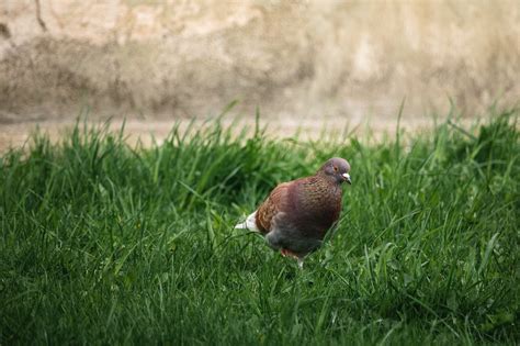 Merpati Burung Rumput Foto Gratis Di Pixabay Pixabay