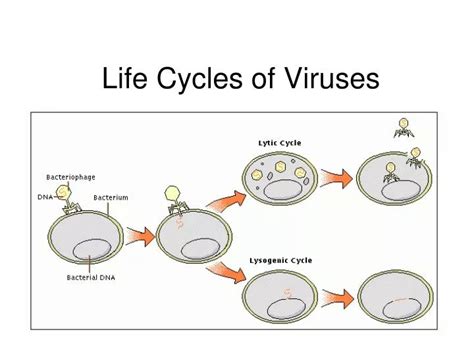 Ppt Life Cycles Of Viruses Powerpoint Presentation Free Download Id2045322