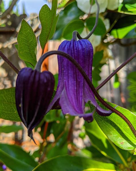 Flores Moradas Clematis Foto Gratis En Pixabay