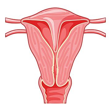 Uterine Septum Septate Uterus Female Reproductive System Front View