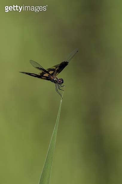 Common Picture Wing Dragonfly Rhyothemis variegata 이미지 1747597321