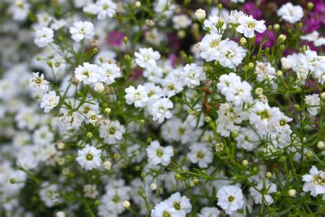 11 Ornate Gypsophila Varieties Including Florists Gyp This Genus