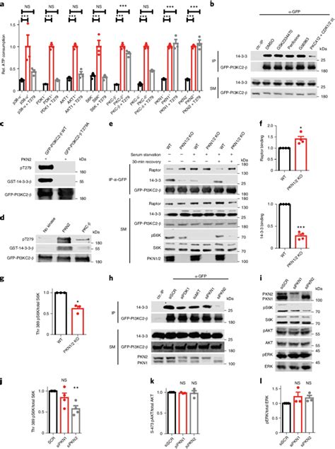 Pkn Facilitates Mtorc Activation By Phosphorylating Pi Kc And