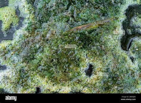 Green bubble Algae in swamp background Stock Photo - Alamy