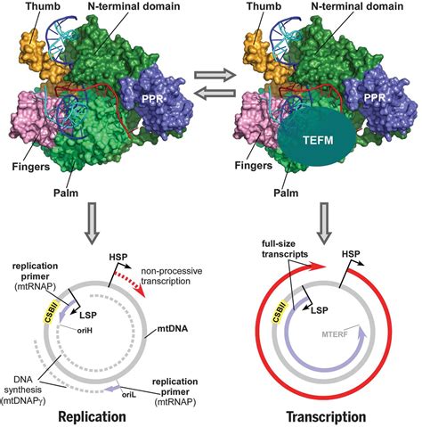 Replication Transcription Switch In Human Mitochondria Science