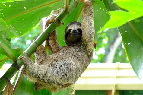 Explore These 20 Amazing Zoos with Sloths - A-Z Animals