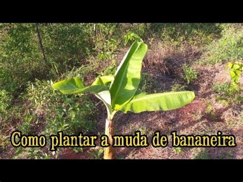 Como plantar mudas de bananeiras do começo ao fim passo a passo