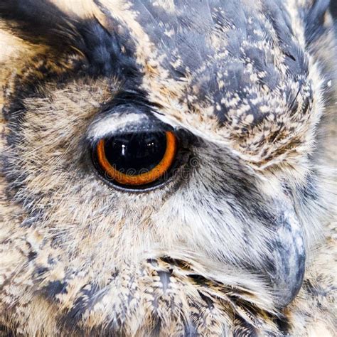 Owl Eye Stock Photo Image Of Animal Feather Night 58760958