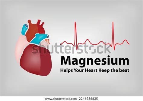 Magnesium Helps Heart Heart Beat Health Stock Vector (Royalty Free ...