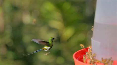 Hummingbird Videos, Download The BEST Free 4k Stock Video Footage & Hummingbird HD Video Clips