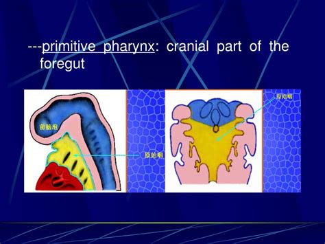 Ppt Chapter 23 Development Of The Face Neck And Limbs Powerpoint Presentation Id 420946