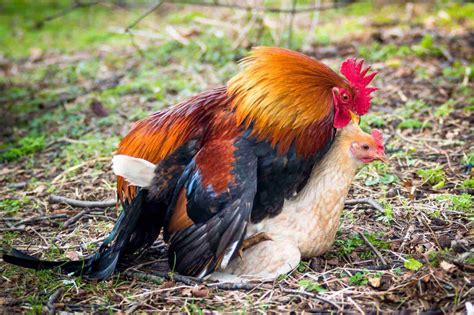 Do Chickens Have Sex To Lay Eggs Chicken Mating Explained