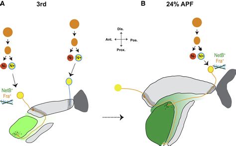 Notch Dependent Binary Fate Choice Regulates The Netrin Pathway To