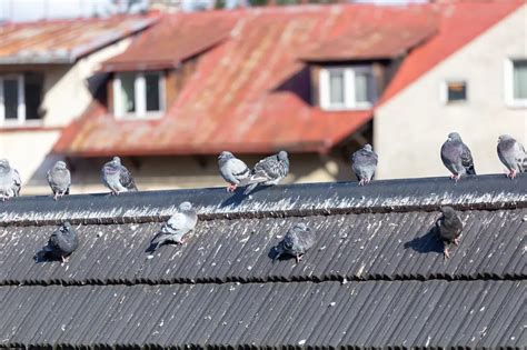 How To Keep Birds Off Patio Furniture