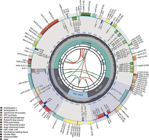 Frontiers Comparative Analysis Of Chloroplast Genomes Of 29 Tomato