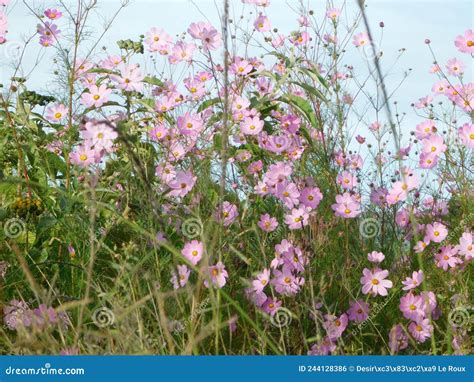 A Field Of Purple Cosmos Flowers In Bloom Growing In A Wild Long Grass