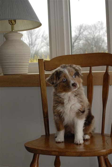 Australian Shepherd Puppies Ted Van Pelt Flickr