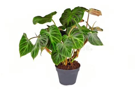 Exotic Philodendron Verrucosum Houseplant With Dark Green Veined