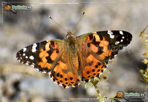 Painted Lady Butterfly