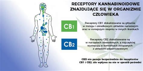 Rola układu endokannabinoidowego Konopny Magazyn Zdrowotny