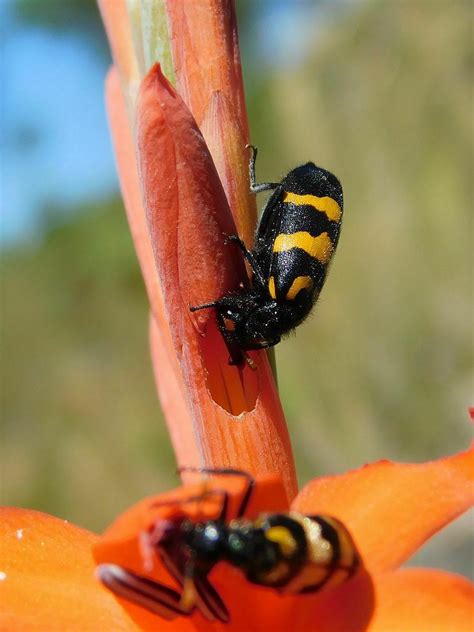 Lunate Blisterbeetle From Snyerskraalkoppe Genadendal 7234 South