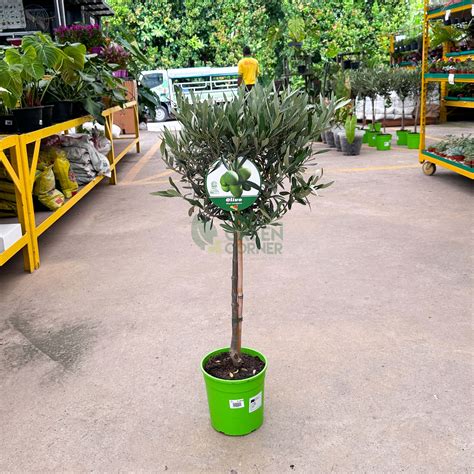 Olive Tree Plant Olea Europaea” The Green Corner