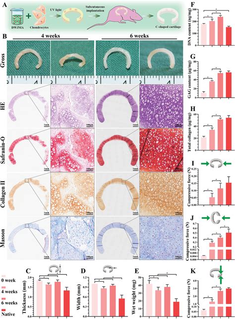 Cartilage Regeneration Using Chondrocyte‐loaded Dwjma Hydrogels In Nude