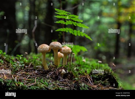 Armillaria Mellea Nmente Conocido Como Hongo De Miel Es Un Hongo