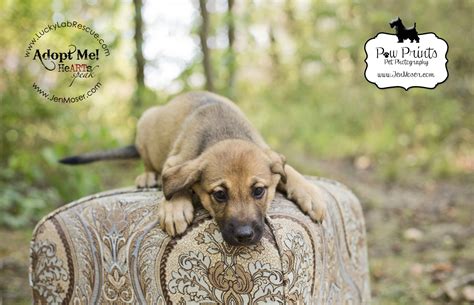 Adoptables Lucky Lab Rescue Paw Prints Pet Photography