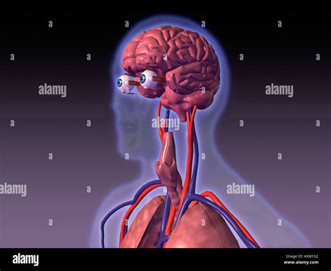 Cierre del sistema nervioso central del cuerpo humano Fotografía de