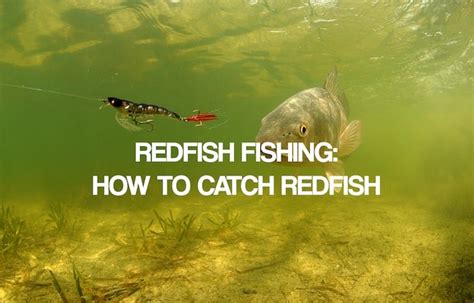 Redfish Fishing How To Catch Redfish Red Drum