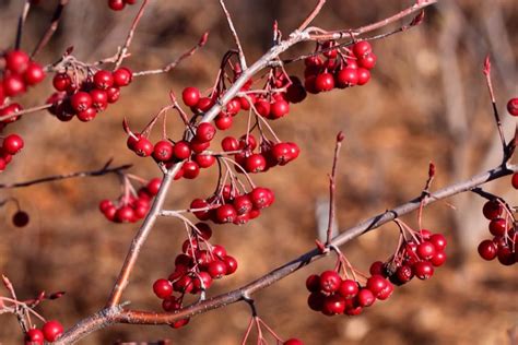 12 Best Winter Interest Plants For The Midwest And Northeast