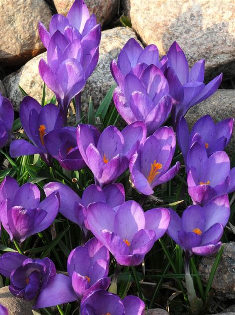 Krokus Wielkokwiatowy Crocus Purpureus Szt Sklep Cebule Pl