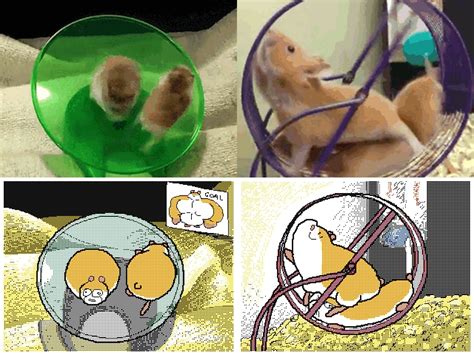 Hamster Wheel Spinning 