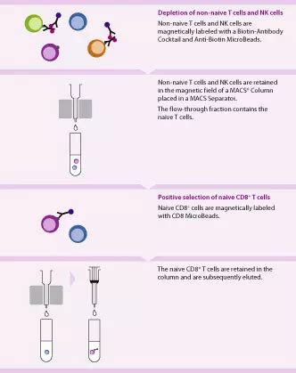 Naive CD8 T Cell Isolation Kit Human Miltenyi Biotec USA