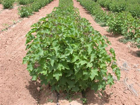 La planta Jatropha curcas una solución natural para mitigar el cambio