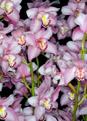 Orqu Deas Cymbidium Como Cuidar E Florir Passos