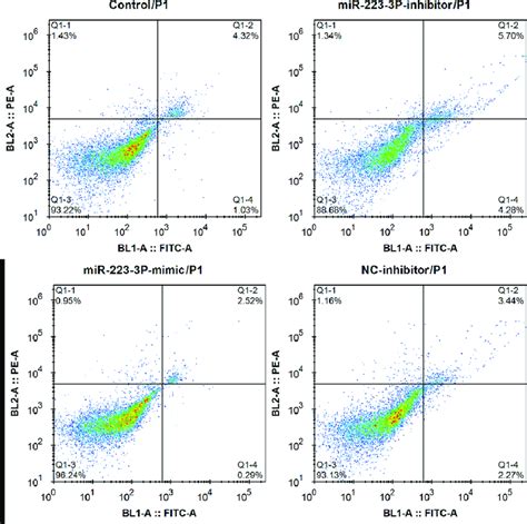 Effect Of Mir P On Apoptosis Of Lx Cells Lx Human Hepatic