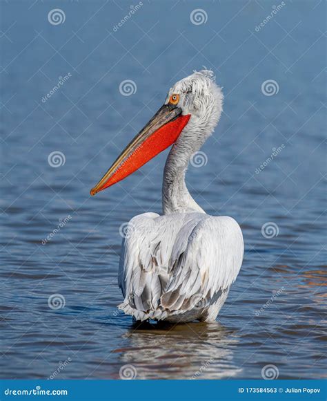 Dalmatian Pelican Pelecanus Crispus Wildlife In Natural Habitat Stock