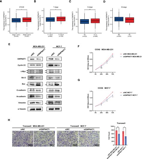 Frontiers Gnpnat Is A Potential Biomarker Correlated With Immune