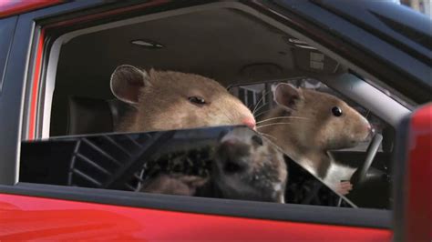 Kia Soul Hamster Commercial In Hd High Definition Youtube