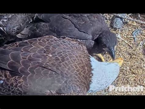 SWFL Eagles R23 3 FEEDS E21 BITES After Taking M15 S Fish Still