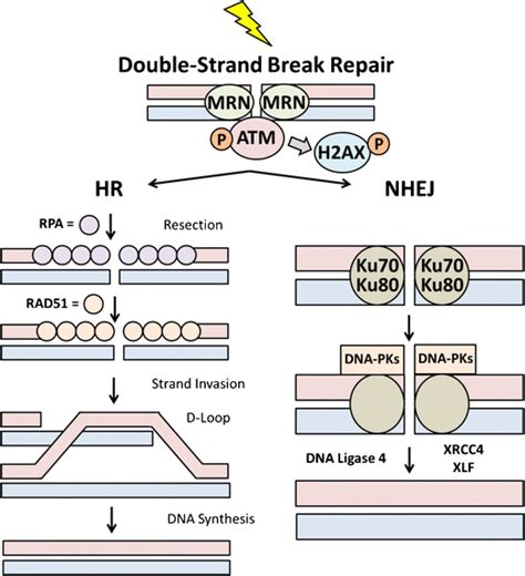 A Simplified Diagram Of The Principal Steps In The Repair Of Double