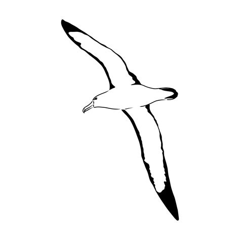 Dibujo Vectorial De Albatros Vector En Vecteezy