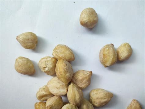 premium photo candlenut  kukui     important cooking