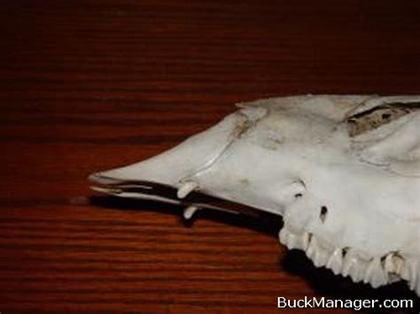 Deer Canine Teeth Fangs