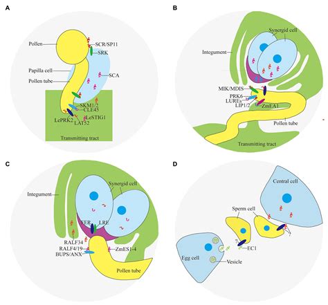 Frontiers Function Of Small Peptides During Male Female Crosstalk In