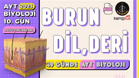 10 Burun Dil Deri Duyu Organları 11 Sınıf YKS 2023 AYT