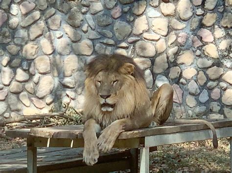 高雄壽山動物園非洲獅「小巴」 12日不敵病魔過世 生活 中時