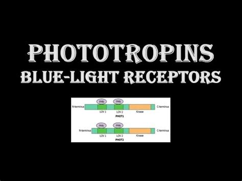 Phototropins: Blue light receptors - YouTube